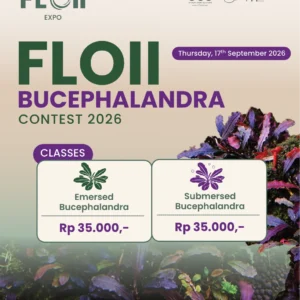 FLOII BUCEPHALANDRA CONTEST 2026