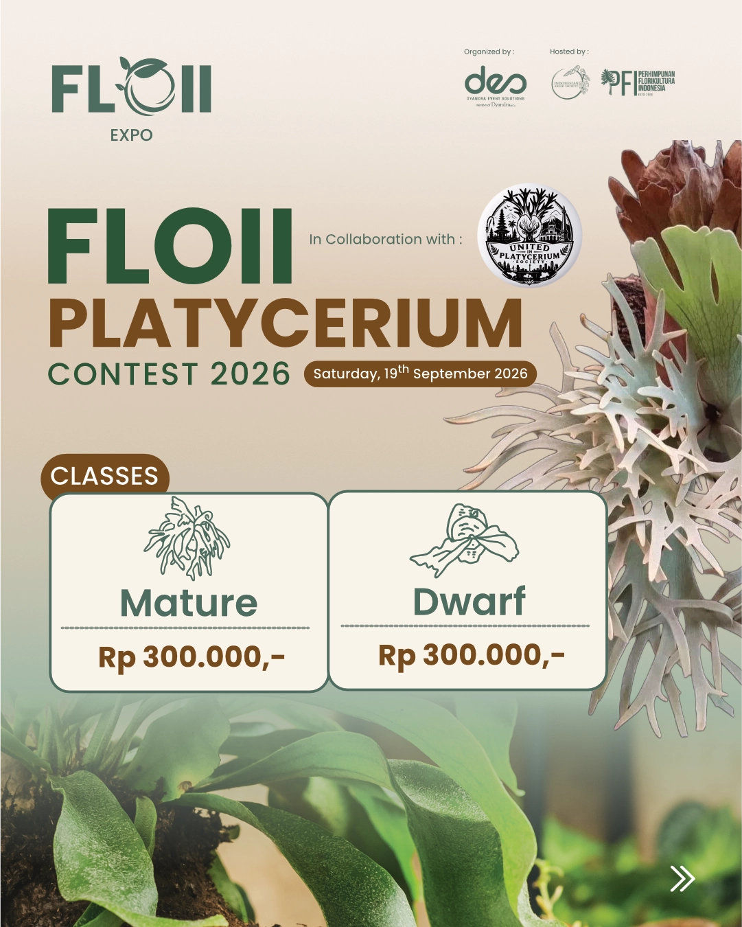 FLOII PLATYCERIUM CONTEST 2026