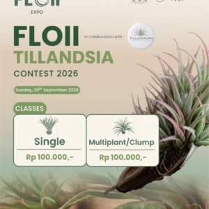 FLOII TILLANDSIA CONTEST 2026